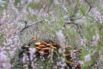 a tree covered with moss on which mushrooms grow