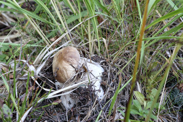 a mushroom with a brown cap shines through the grass