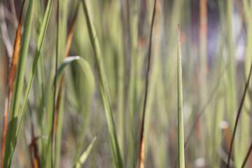 blades of green grass in the morning