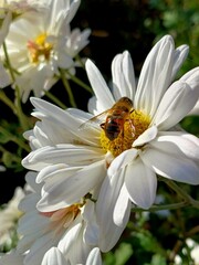 Obraz premium bee on a flower