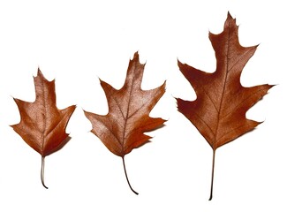 Naklejka premium Herbstlaub 
