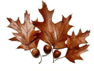 Fototapeta premium Herbstlaub 