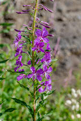 Fireweed blossoming flowers, Canazei, Italy