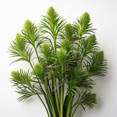 liriope muscari plant isolated on white background botanical and horticultural visualization