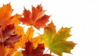  maple leaves fall backgrounds plant leaf