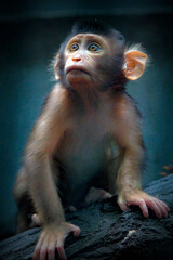 Baby Pig Tailed Macaque, Borneo