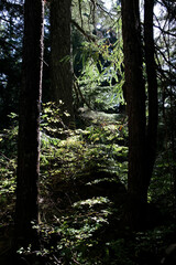 A Burnaby Mountain Conservation Area , Vancouver, BC Canada