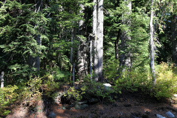 Forest and pathways amidst lush greenery in Burnaby Mountain, Vancouver, BC Canada