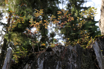 Plants in a forest, Burnaby Mountain Park, Burnaby, Vancouver, BC Canada