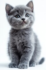 A cute grey kitten with big green eyes sits on a white background, looking up.