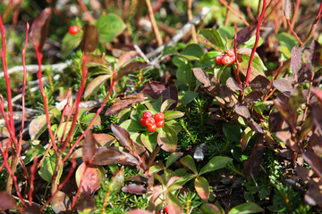 Plants in a forest, Burnaby Mountain Park, Burnaby, Vancouver, BC Canada