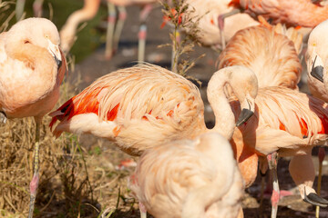 A vibrant group of flamingos elegantly standing closely next to each other in the lush green grass...