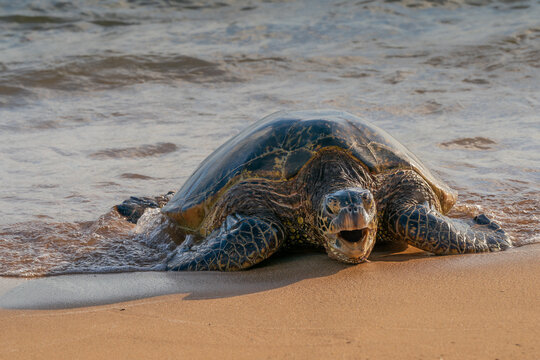 Hawaiian green sea turtle coming to shore close up