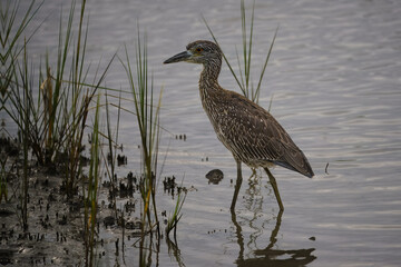 Night Heron in the water