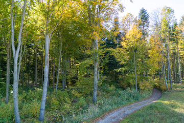 A serene pathway winding through a vibrant forest in autumn, showcasing stunning golden leaves among green trees, inviting nature lovers and photographers to explore its beauty.