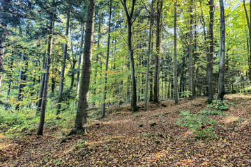 A picturesque forest scene showcasing tall trees with vibrant green leaves and a carpet of fallen leaves on the ground, perfect for nature lovers.