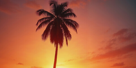 palm trees at sunset