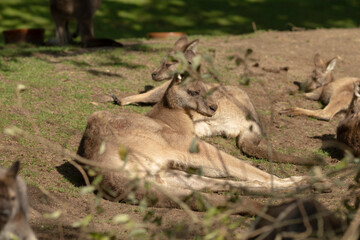 A group of several kangaroos can be seen laying peacefully in the lush, green grass, enjoying the warm sunshine and natural surroundings