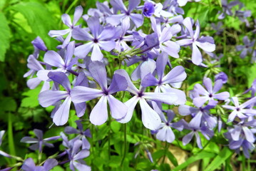 Phlox divaricata - Wild Blue Phlox - Native North American Woodland Wildflower