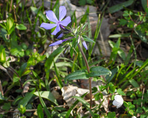 Phlox divaricata - Wild Blue Phlox - Native North American Woodland Wildflower