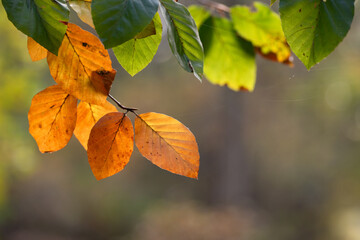 Jesienne tło, żółte bukowe liscie.