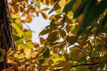 The leaves on the tree are yellow and brown. The tree is in the middle of a forest