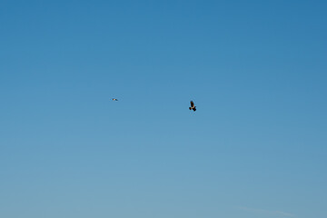 A bird flies in the sky above a blue sky. The sky is clear and bright, and the bird is flying high