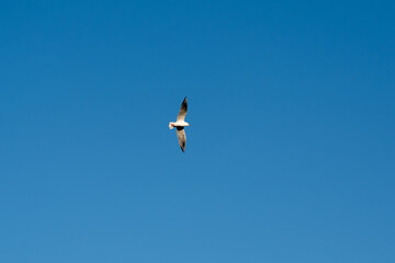 A bird is flying in the sky above a blue sky. The bird is white and black. The sky is clear and bright