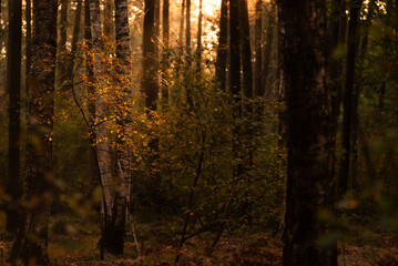 Fototapeta premium Jesienne tło, kolorowe liscie w lesie, leśny krajobraz.