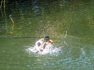 Fototapeta premium A duck is splashing in the water. The water is green and calm