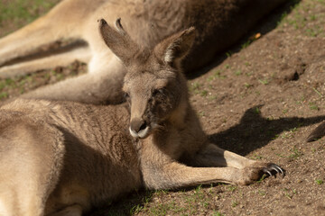 A kangaroo is currently laying down on the ground with its mouth wide open, likely enjoying the scenery around it or resting