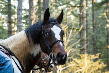 Fototapeta premium Portrait of a horse in the forest in Oregon