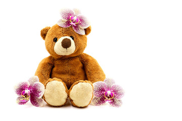 Brown teddy bear with orchid flowers isolated on white background. Greeting card for birth,...