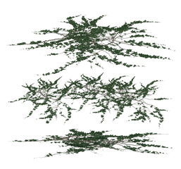 3D render of ground roaming green ivy in 3 perspectives illustration