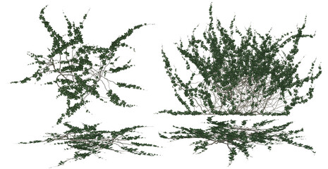 3D render of wall and ground ivy illustration