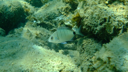 White seabream or sargo (Diplodus sargus) undersea, Aegean Sea, Greece, Halkidiki, Pirgos beach