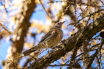 bird on a branch