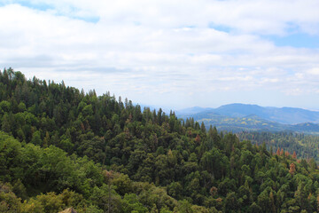 Forest in the mountains in Kings Canyon California