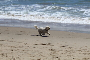 Dog playing in the beach in Malibu, California