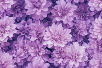 Obraz premium Seamless purple chrysanthemum flowers pattern background