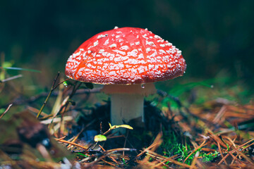 Mature Amanita Muscaria, Known as the Fly Agaric or Fly Amanita: Healing and Medicinal Mushroom with Red Cap Growing in Forest. Can Be Used for Micro Dosing, Spiritual Practices and Shaman Rituals