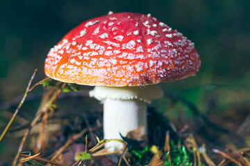 Mature Amanita Muscaria, Known as the Fly Agaric or Fly Amanita: Healing and Medicinal Mushroom with Red Cap Growing in Forest. Can Be Used for Micro Dosing, Spiritual Practices and Shaman Rituals