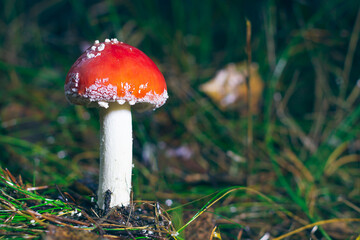 Young Amanita Muscaria, Known as the Fly Agaric or Fly Amanita: Healing and Medicinal Mushroom with Red Cap Growing in Forest. Can Be Used for Micro Dosing, Spiritual Practices and Shaman Rituals