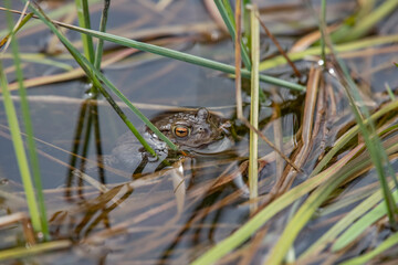 Toad