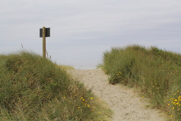 Trail path in the forest in Newport, Oregon