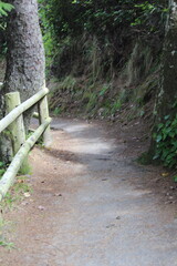 Trail path in the forest in Newport, Oregon
