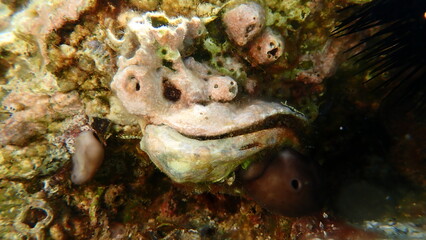 Bivalve mollusc oyster (Ostrea sp.) undersea, Aegean Sea, Greece, Halkidiki, Kakoudia beach