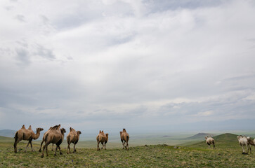 Obraz premium A flock of camels on the background of a downpour on the horizon with a beautiful view of the open spaces. beautiful photo of nature and animals