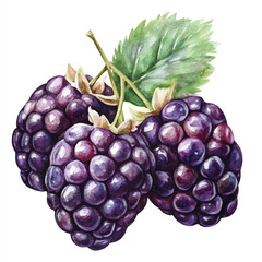 Boysenberry fruit watercolor clipart illustration