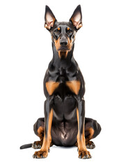 Doberman sitting, isolated on white background